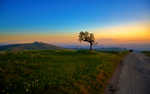 01552_treeandthesunset_1680x1050.jpg