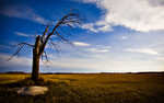 01555_theoldlonelytree_1680x1050.jpg