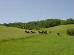Galopping Horses.jpg