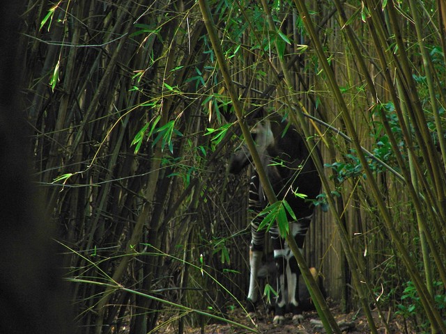 DSC02665.jpg