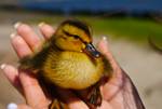 Highlight for Album: Ducky!