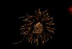 DSC02288.jpg
