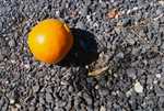 DSC03043.jpg