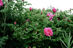 700_0832.jpg