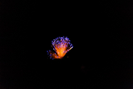700_1017.jpg